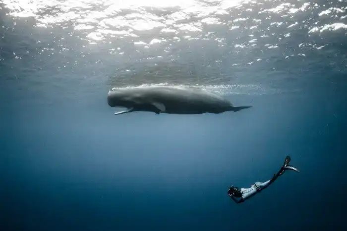 The Wise Giants of the Deep: Sperm Whale Insights