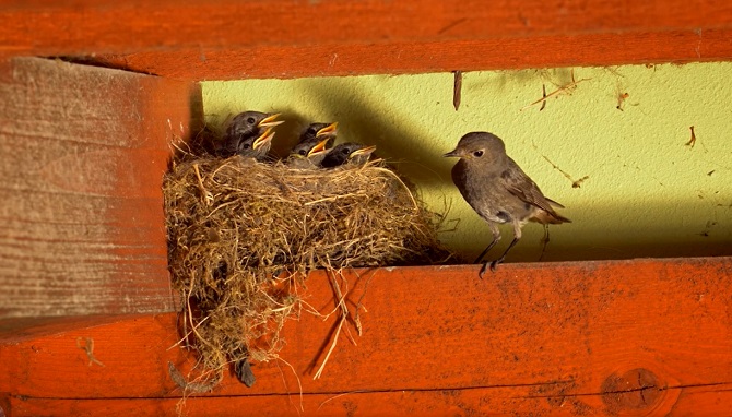 What Kind of Bird Is This? Inside the Remarkable Life of a Parent Bird Feeding Its Hungry Chicks