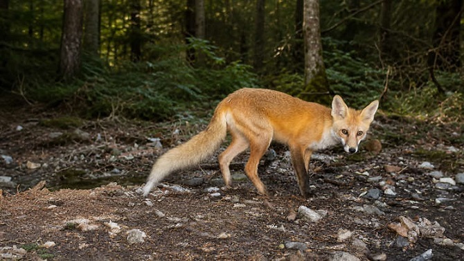 The Silent Life of the Red Fox: Inside the Forest’s Most Intelligent and Adaptable Predator