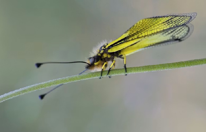 Meet the Owlfly: The Stunning Aerial Hunter That Looks Like a Dragonfly and a Butterfly
