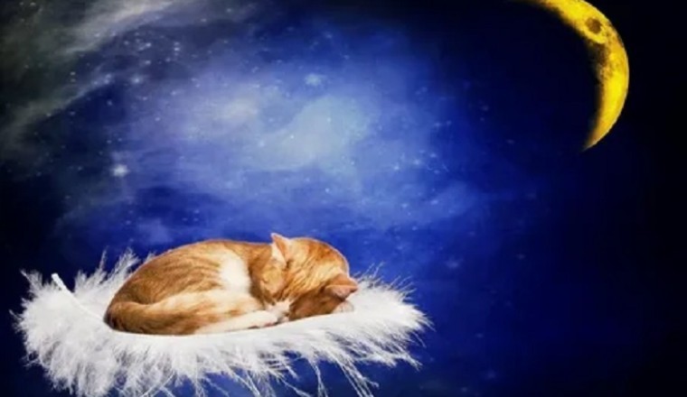 The Science Behind a Good Night's Sleep: Tips for Better Rest and Enhanced Well-being