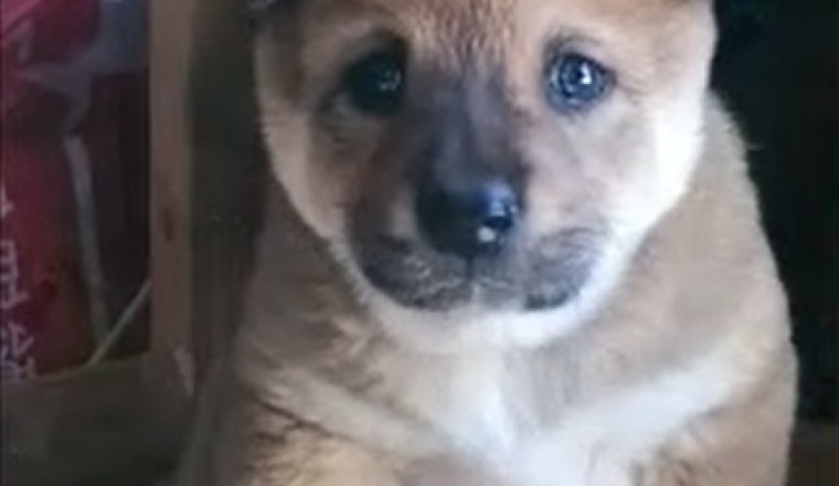 Meet the Tiny Pup That's Taking the Internet by Storm!