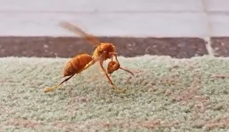Buzzing Bizarre: Discover the Incredible Skills of a Bee-Like Insect Weaver!