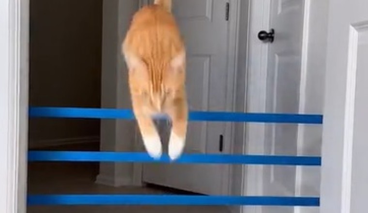Gravity-Defying Cat's Outrageous Hops Will Leave You Speechless!