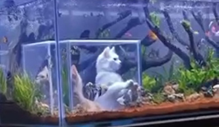 Hilarious Cats Attempt the Impossible: Fishing Fiasco!