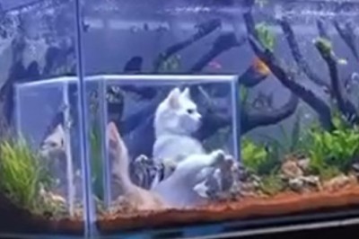 Hilarious Cats Attempt the Impossible: Fishing Fiasco!