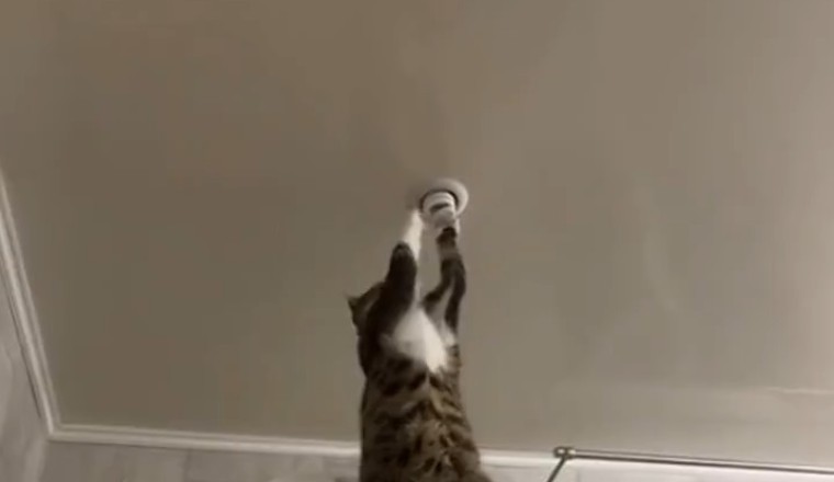 Hilarious Feline Electrician: Watch as a Clever Cat Repairs House Lighting!