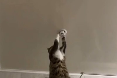 Hilarious Feline Electrician: Watch as a Clever Cat Repairs House Lighting!