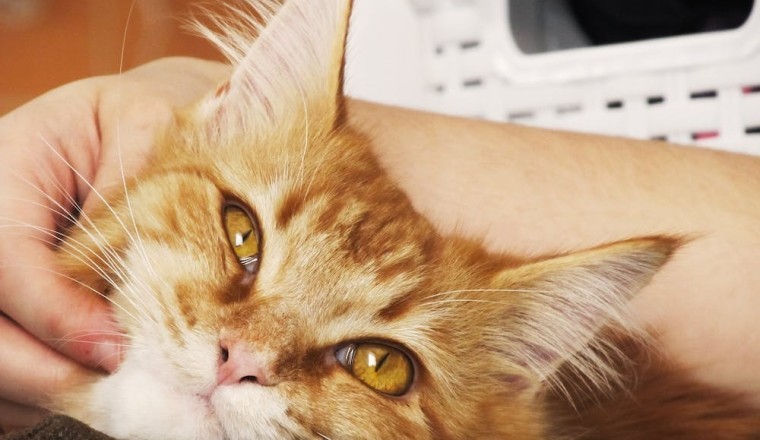 HomeAgain's Microchip Meltdown: Unveiling the Pet Ownership Nightmare