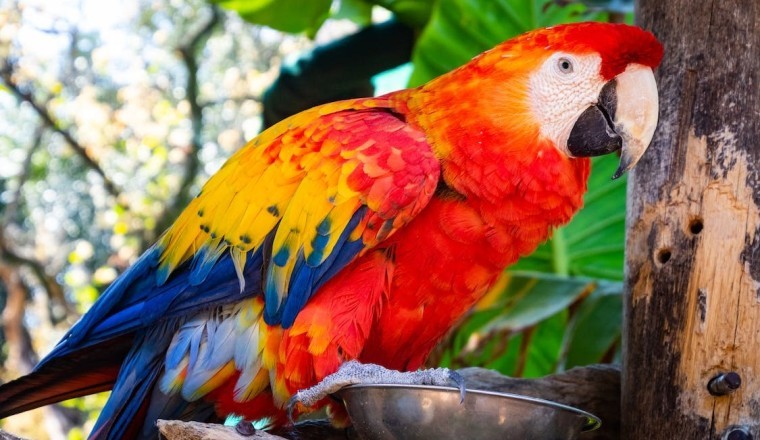 Parrot Inheritance Dilemma: Should I Keep or Set Free?