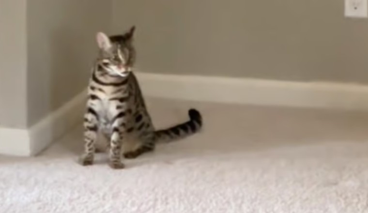 Heartwarming Video of Cat's Reaction to Missing Christmas Tree Goes Viral!