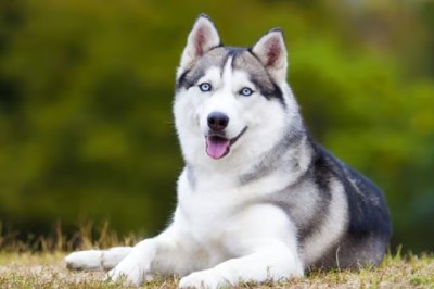 Heroic Husky Saves Neighborhood with Unusual Behavior - Viral Pet Story