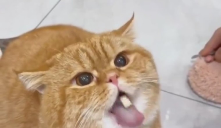 Cat-tastic Comedy: Hilarious Moments with Funny Felines!