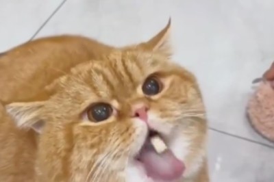 Cat-tastic Comedy: Hilarious Moments with Funny Felines!