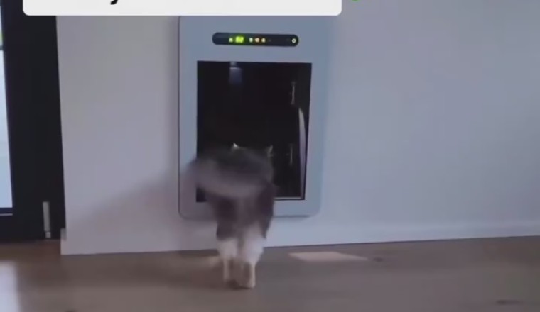 Clever Cat Cracks the Code: Safe-Cracking Feline!