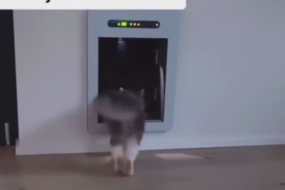 Clever Cat Cracks the Code: Safe-Cracking Feline!