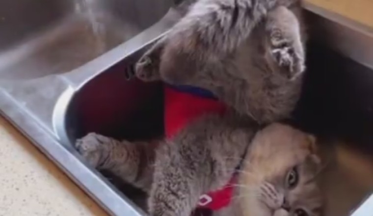 Culinary Cat Capers: Whiskered Whiz Explores the Kitchen!
