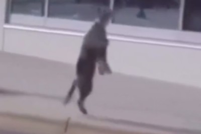 Groovy Pooch Busts a Move on the Dance Floor!