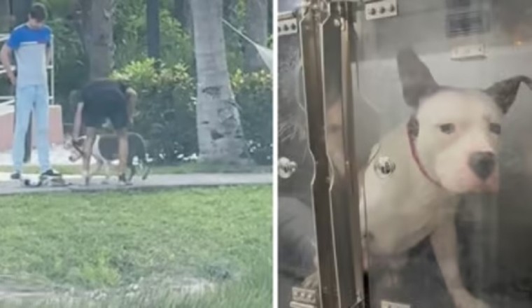 Heroic Bystander Saves Abused Dog: Viral Video Leads to Arrest