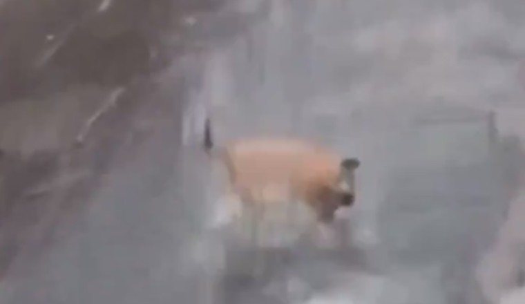 Hilarious Pup Goes Bonkers Over Rain!