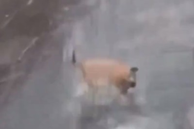Hilarious Pup Goes Bonkers Over Rain!