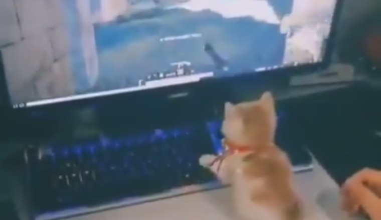 Kitten Playtime Extravaganza: Adorable Kittens Take Over the Play Station!