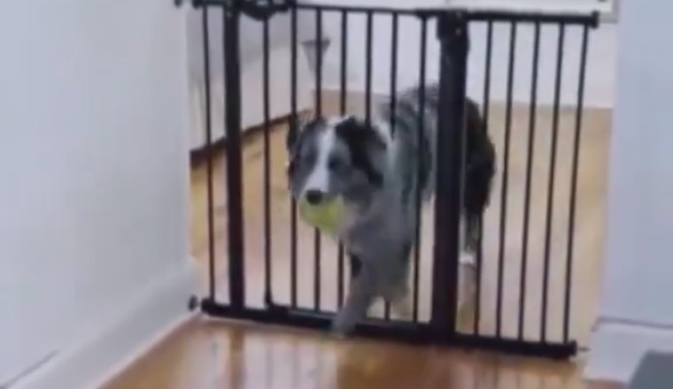 Laugh Out Loud: Hilarious Moments with Funny Pets!