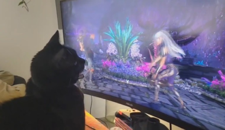 Pawsitively Engrossed: Cat's Hilarious Reaction to TV!