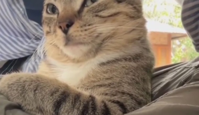 Playful Purrfection: Cat's Day Out at the Playground!