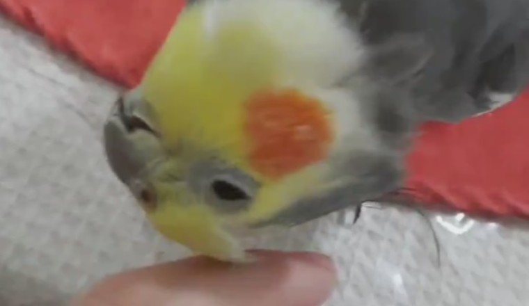 Sleepy Parrot Nails the Art of Napping!