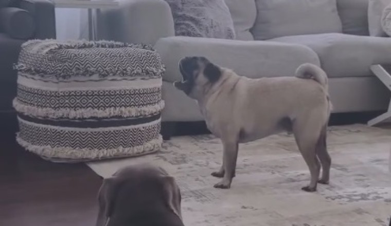 Adorable Dog Channels Shakespeare with Epic Monologue on Loneliness!