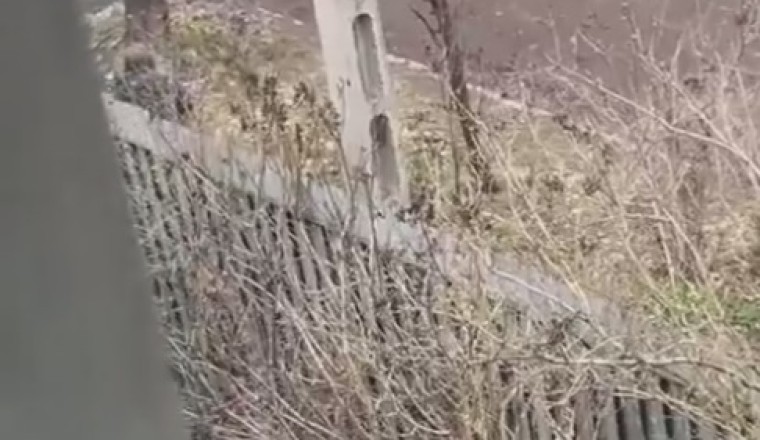 Hilarious! Cat Goes Ninja on Unsuspecting Dog Walker
