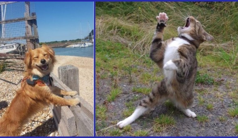10 Hilarious Moments that Prove Pets Are the Ultimate Comedy Kings and Queens!