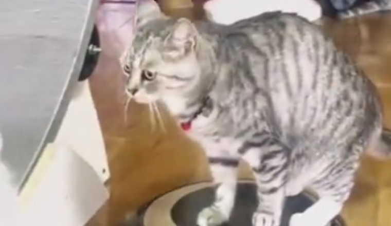 Cat-astrophe Alert: Hilarious Video Captures Epic Cat Smackdown That Will Leave You in Stitches!