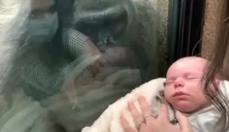 Heartwarming Moment Gorilla Reacts to Seeing Another Baby - The Incredible Display of Maternal Instincts