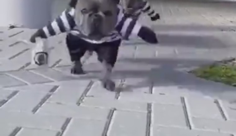 Hilarious Video: Dogs Throw Epic Party to Celebrate Doggy Victories!