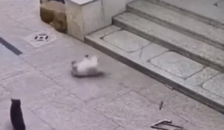 Paws & Claws Comedy Showdown: Watch in Awe as a Clever Dog Shows Off Hilarious Tricks to a Purr-fectly Unimpressed Cat!