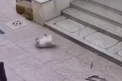 Paws &amp; Claws Comedy Showdown: Watch in Awe as a Clever Dog Shows Off Hilarious Tricks to a Purr-fectly Unimpressed Cat!