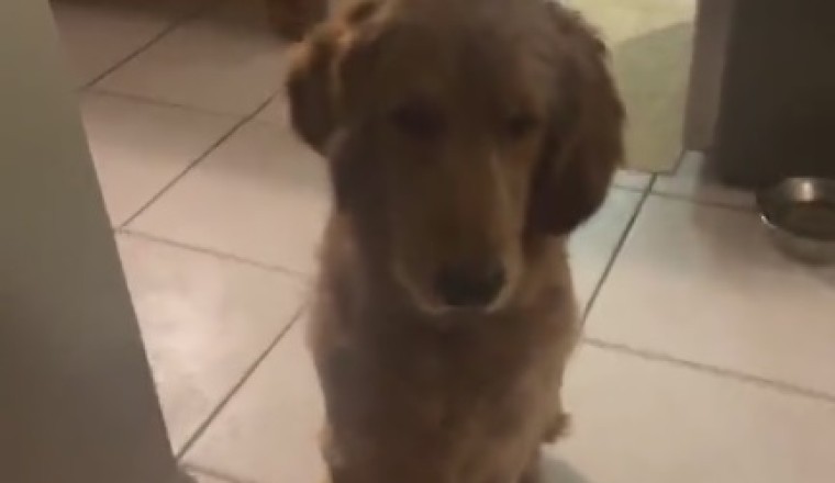 Pawsitively Adorable: Dog Befriends Baby Owner in Hilarious Hijinks!
