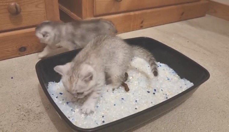 Pawsitively Adorable: The Cutest Kitten Shenanigans You'll Ever See!