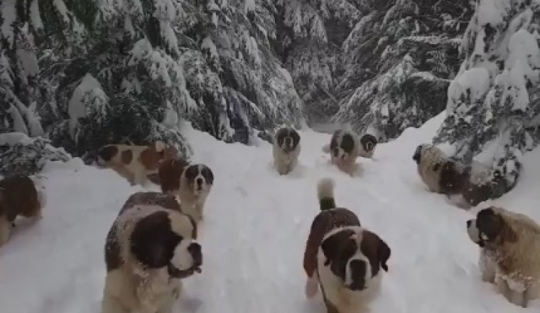 Shocking Discovery: Can Dogs Eat Their Dead Owners? Unveiling the Truth Behind Canine Behavior!