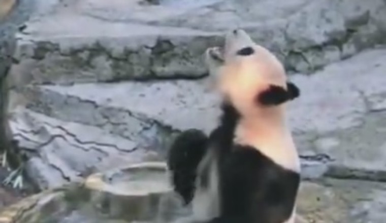 Splish Splash Panda: The Most Adorable Bath Time Ever!