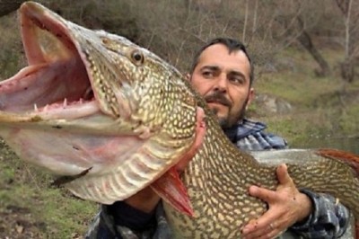 The Fascinating Reality of the Formidable Pike