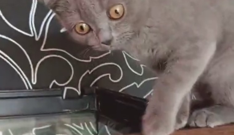 The Hilarious Antics of a Lovely Gray Cat!
