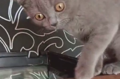 The Hilarious Antics of a Lovely Gray Cat!