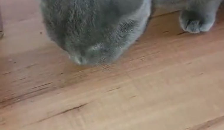 The Mischievous Adventures of a Lovely Cat!