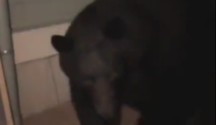 Unbearably Hilarious: Bear Throws a Surprise Party for Unexpected Guests!