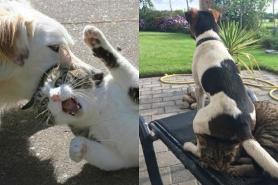 Unleashing the Laughter: The Most Hilarious Pet Antics Caught on Camera!