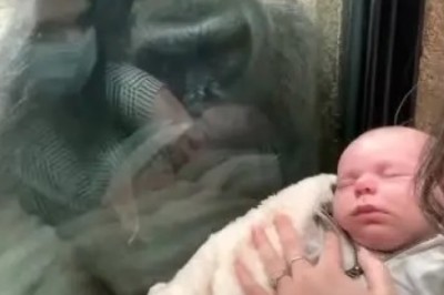 Watch: Heartwarming Moment Gorilla Reacts to Seeing Another Baby - The Incredible Display of Maternal Instincts