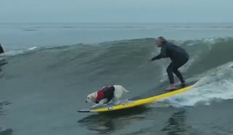 Woof in the Water: The Incredible Flying Dog Caught on Camera!